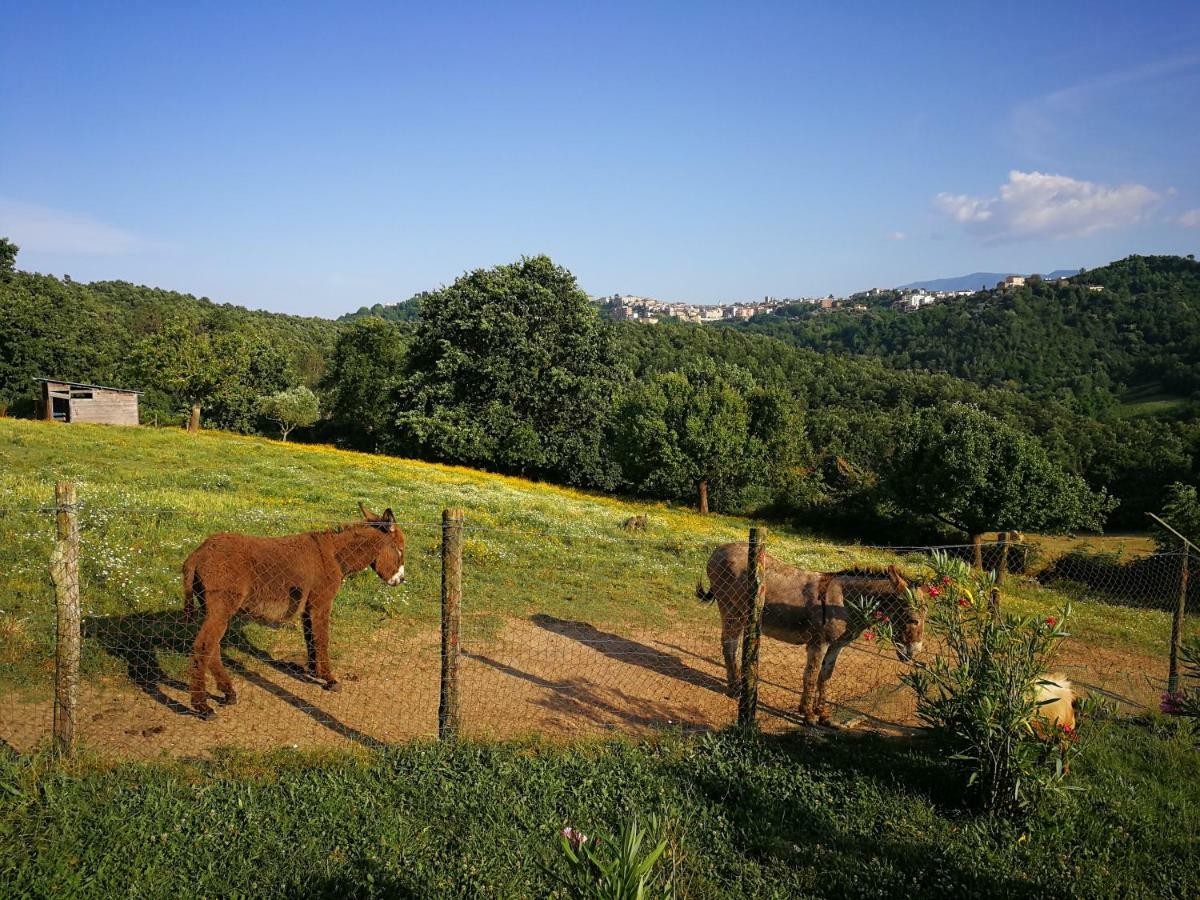 Agriturismo Cisogna Villa Anagni Exterior foto